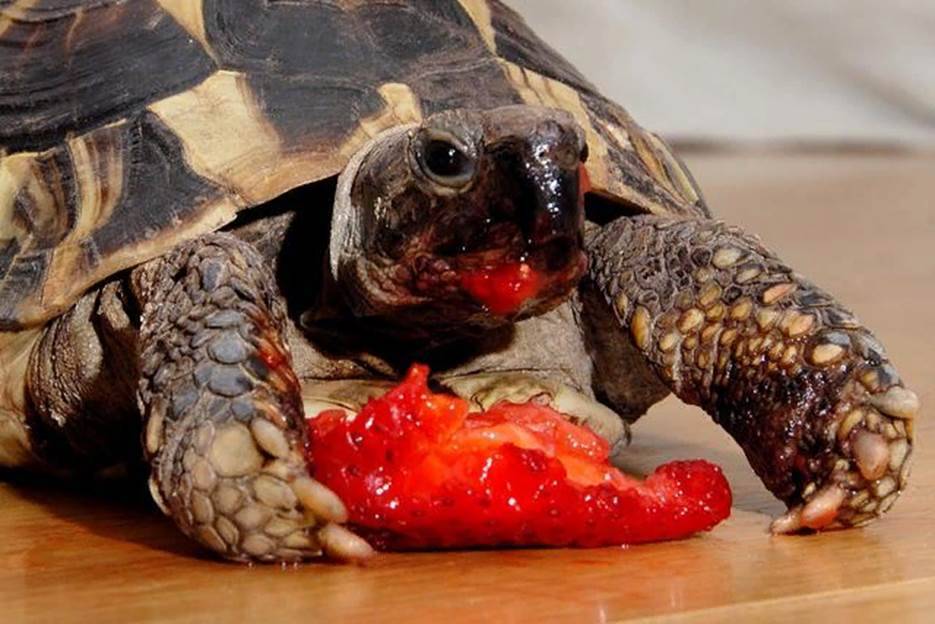 Как поить сухопутную черепаху в домашних условиях и нужно ли