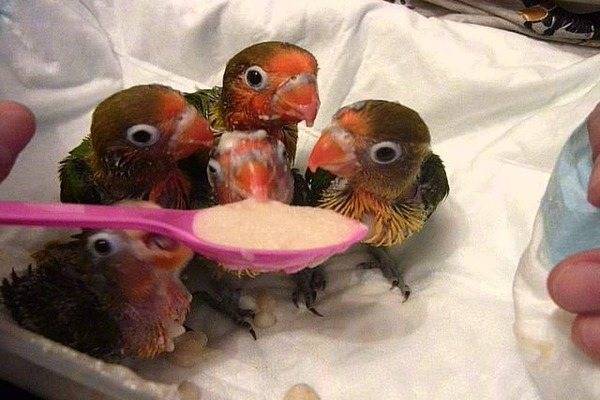 Уход и содержание попугаев неразлучников в домашних условиях