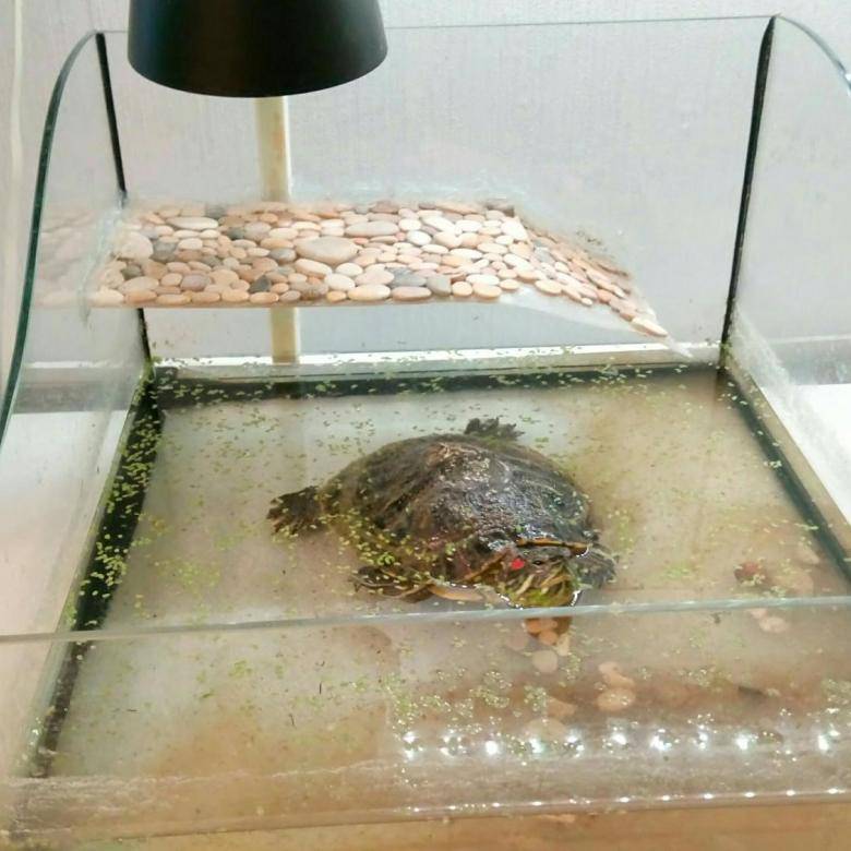 Оптимальная температура воды в аквариуме для комфортного содержания красноухой черепахи в домашних условиях
