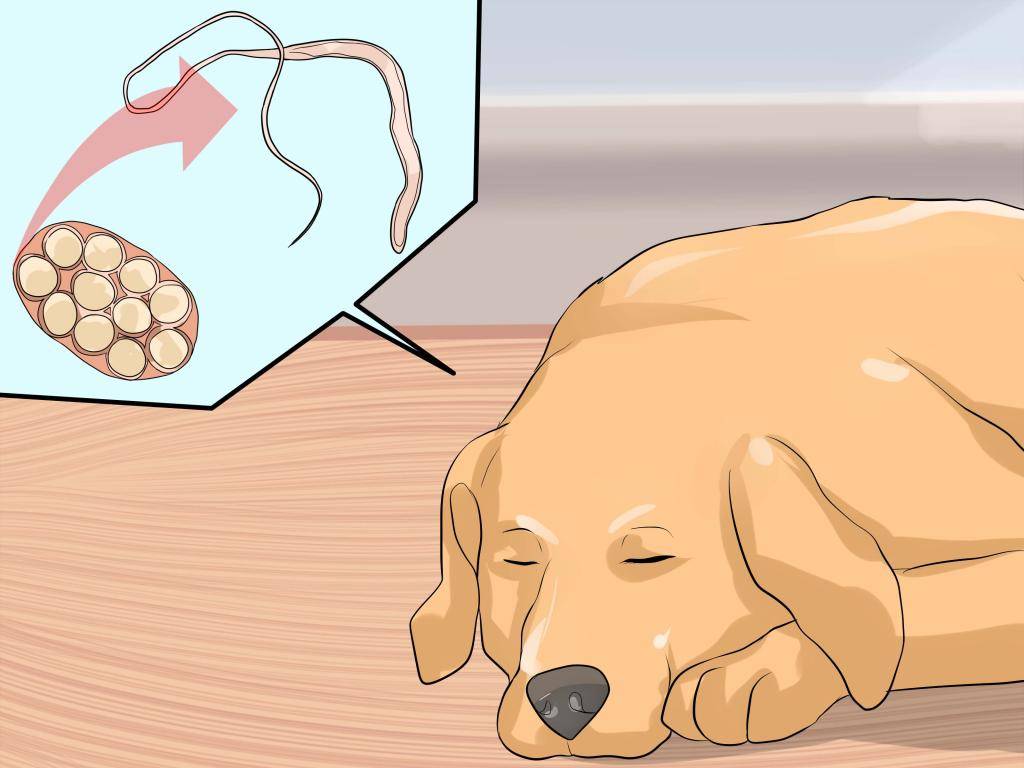 Эпилепсия у собак и причины ее возникновения