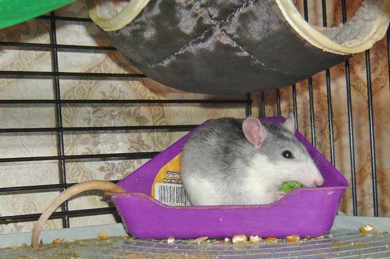 Приучаем крысу ходить в лоток в одном месте: самый простой метод