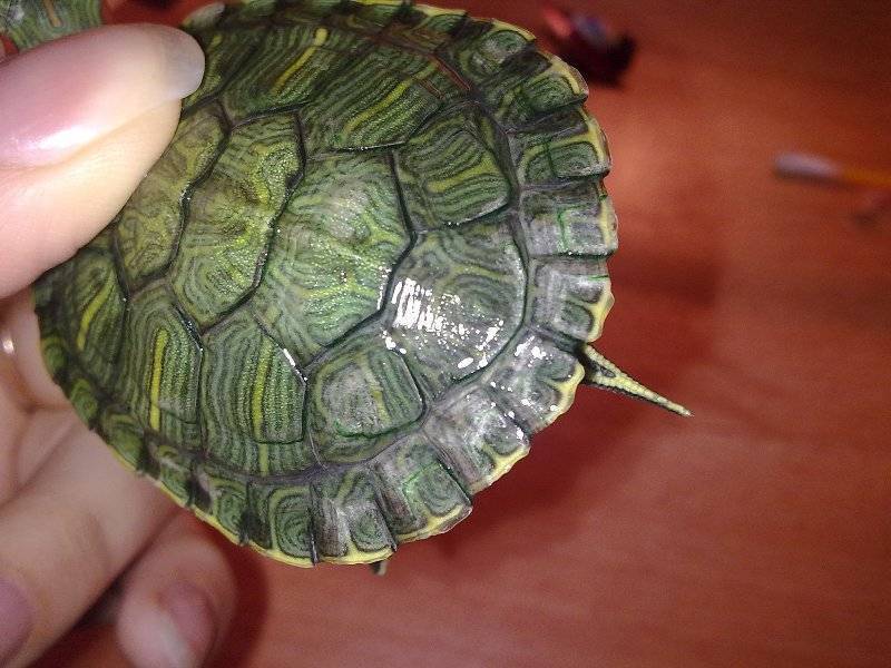 Мягкий панцирь у красноухой черепахи, что делать как лечить. почему у красноухих у сухопутных черепах панцирь становится мягким