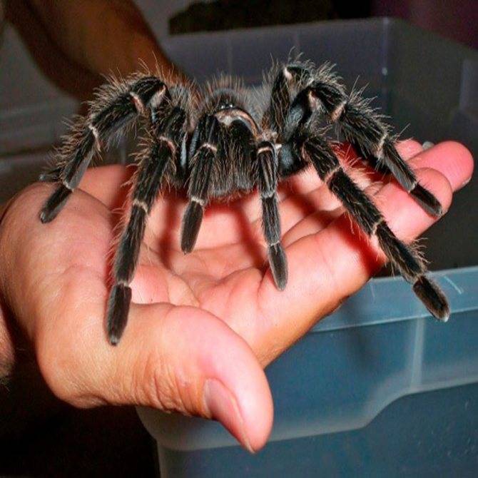 Самый большой паук в мире: тарантул или птицеед, кто из них более крупный и редкий