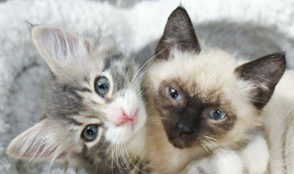 К чему снятся котята - сонник (маленькие котята, новорожденные, держать на руках котенка, разноцветные)