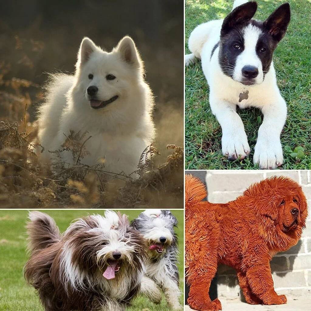 Крупные породы собак. описания, названия, клички и особенности крупных пород собак | живность.ру