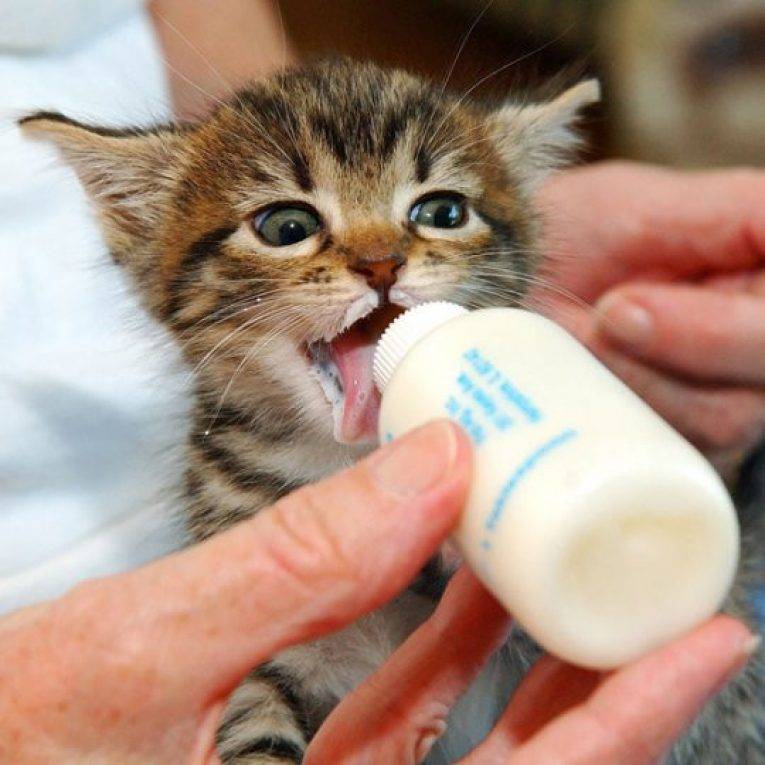 Можно ли кошкам и котам молоко и кисломолочные продукты, как они влияют на организм взрослого животного, молочка в рационе котенка