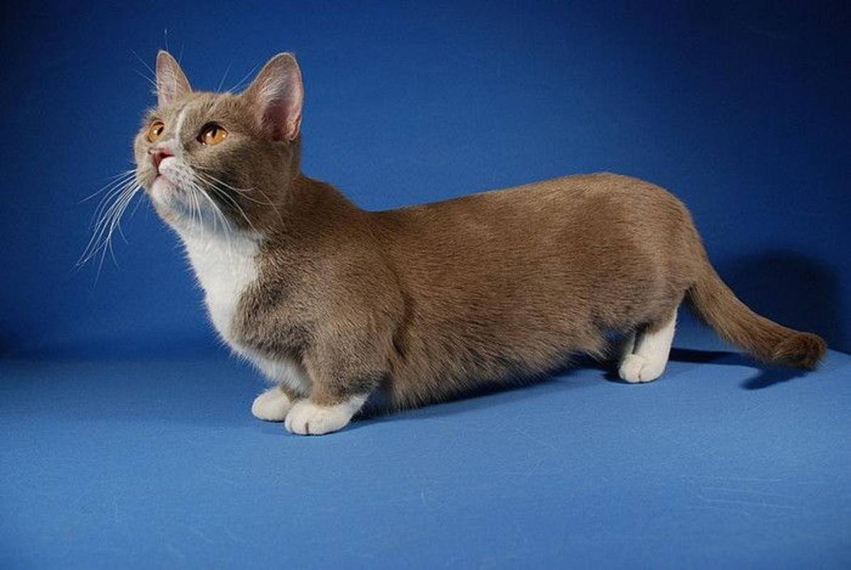 Кошки с короткими лапами, манчкины и не только: описание пород коротколапых кошек +видео