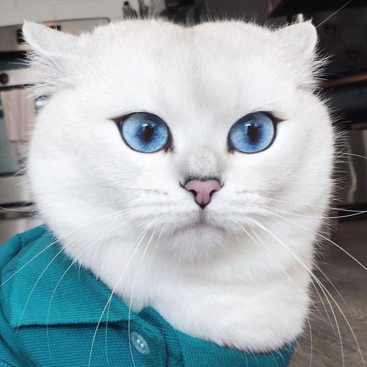 Белая кошка с голубыми глазами: список пород с фото