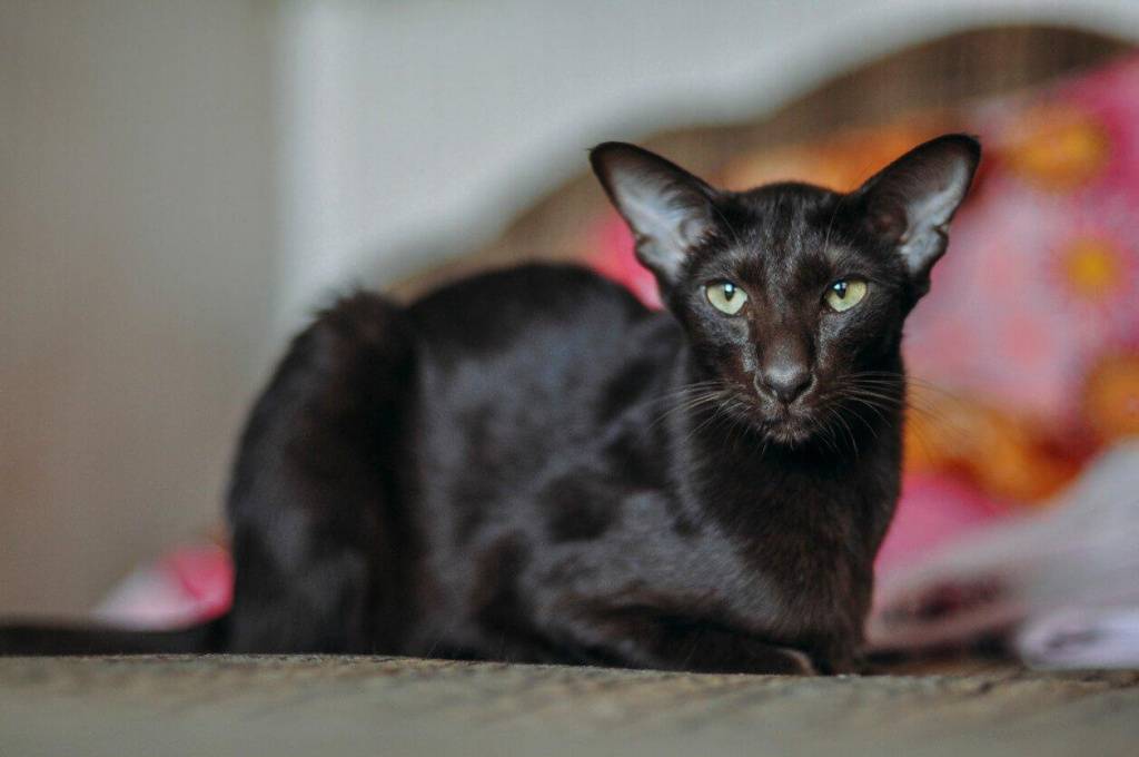 Кошки грузины: ориентальный кот, характер, особенности ухода, история выведения