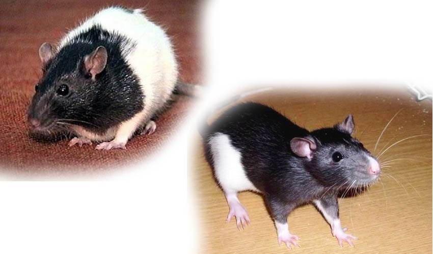 Описание видов домашних декоративных крыс: какие существуют разновидности и окрасы