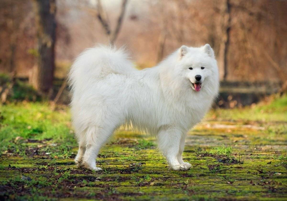 Порода белых пушистых собак: плюсы и минусы, описание и характеристики