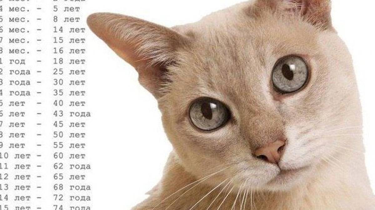 ᐉ сколько лет кошке по человеческим меркам? - ➡ motildazoo.ru