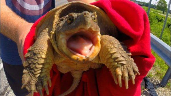 Красноухая черепаха: описание, особенности, фото. сколько зубов у черепахи  — новости оптом