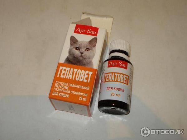 Как дать кошке таблетку - пошаговая инструкция, видео | online.ua