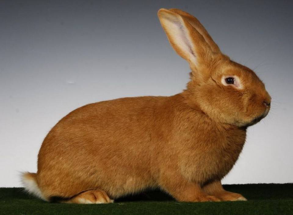 Рыжий кролик: описание пород - сельская жизнь