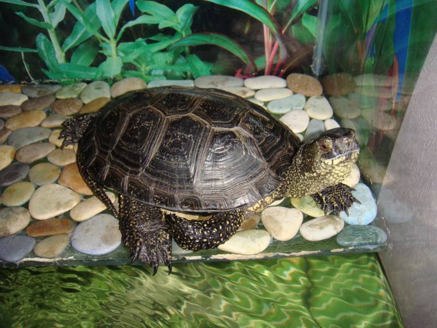 Болотная черепаха — внешний вид, среда обитания, образ жизни и советы по уходу и содержанию в домашних условиях