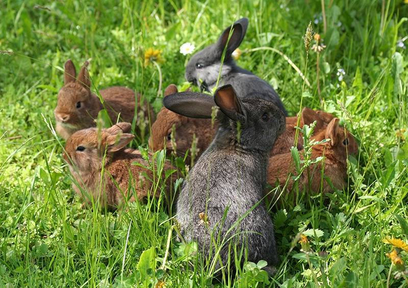 Дикие кролики – основоположники домашнего кролиководства
