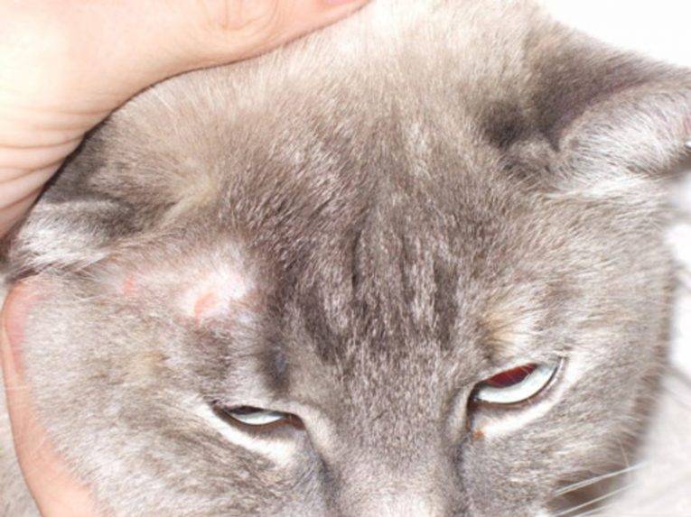 Стригущий лишай у кошки: первые признаки и лечение