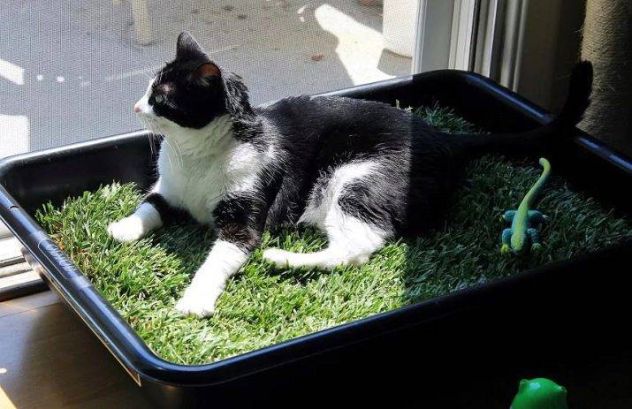 Трава для кошек – как вырастить траву для кошек?