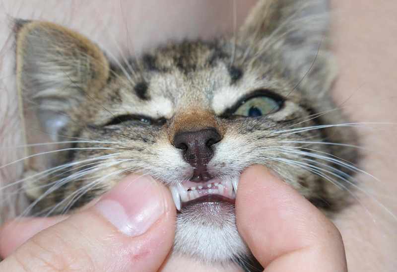 Когда у котят меняются зубы на постоянные