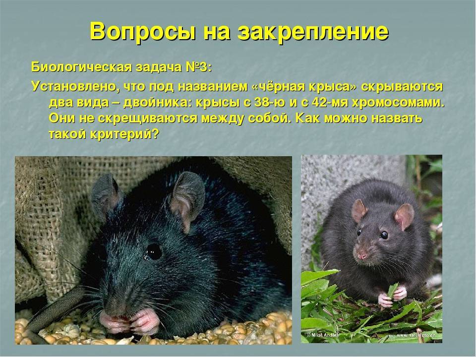 Почему крыса стучит и скрипит зубами - kotiko.ru