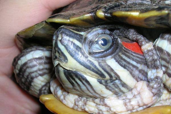 Как лечить глаза красноухим черепахам. причины заболевания