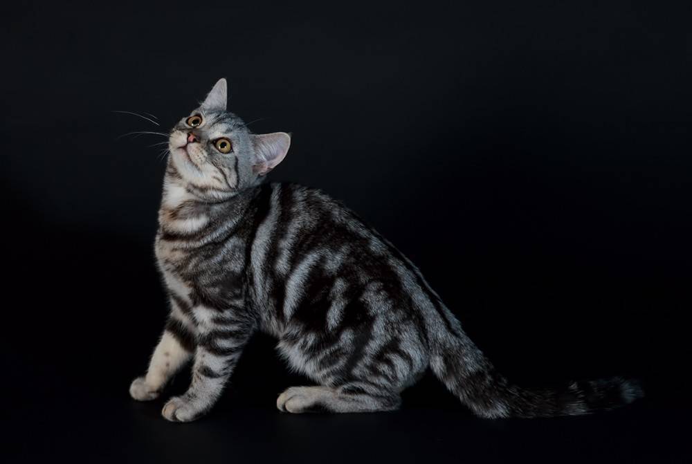 Полосатая шерсть. Порода кошек американская короткошерстная. Американская короткошёрстная кошка темная. Американскаякраткошорстная кошка. Американская короткошерстная котенок.