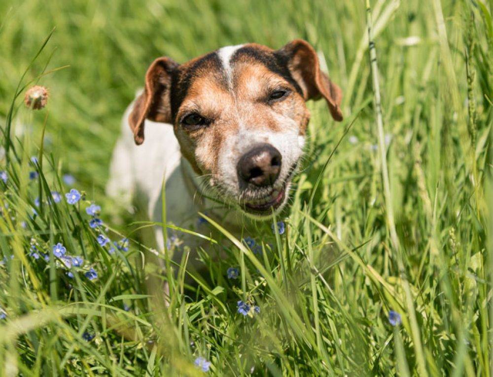 Почему и зачем собака ест траву на улице а потом рвет пеной