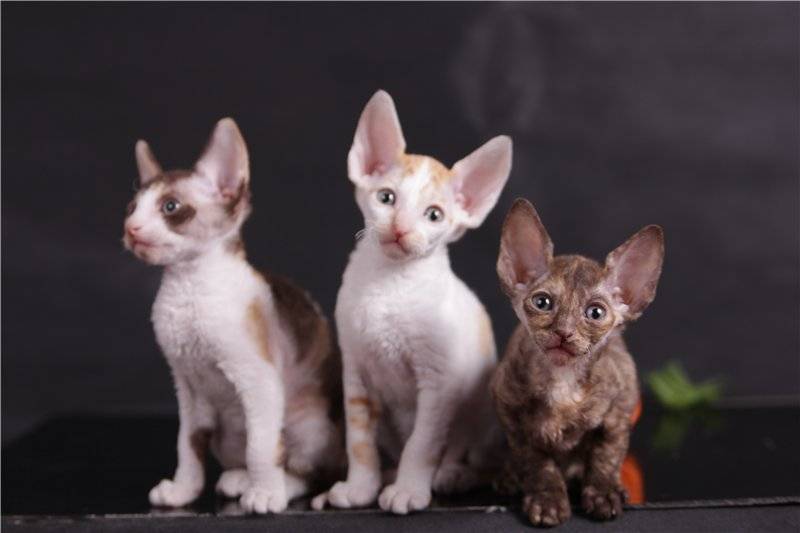 Порода кошек корниш рекс: 130 фото, видео описание кошек и советы по уходу за породой