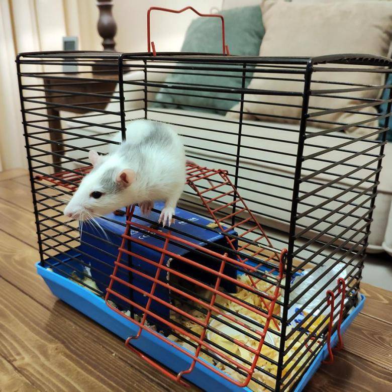 Домашние крысы — плюсы и минусы содержания, что нужно знать о декоративных грызунах. уход за домашней крысой. советы по содержанию