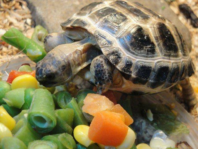 Сухопутная среднеазиатская черепаха: содержание в домашних условиях