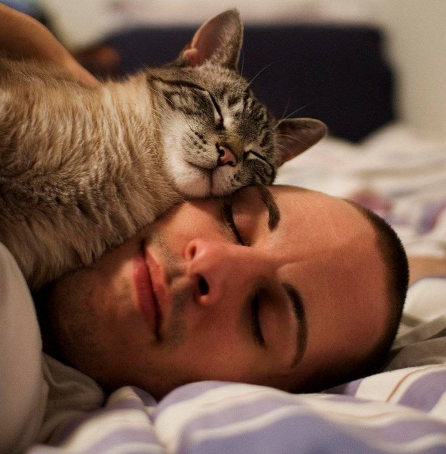 Как место сна кошки по приметам влияет на жизнь хозяина
