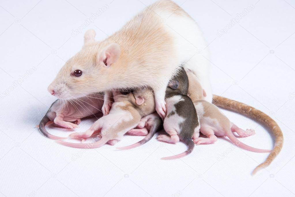 Выращивание осиротевших крысят