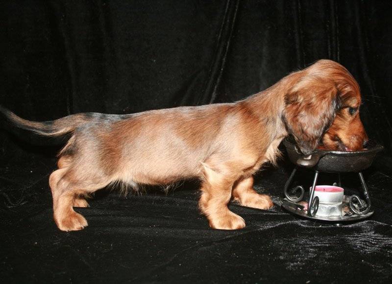 Кроличья такса: особенности содержания, стандарты породы, характер и 150 фото собаки