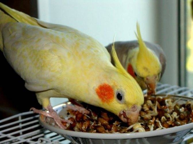 Можно ли волнистому попугаю хлеб, яйца и другие продукты