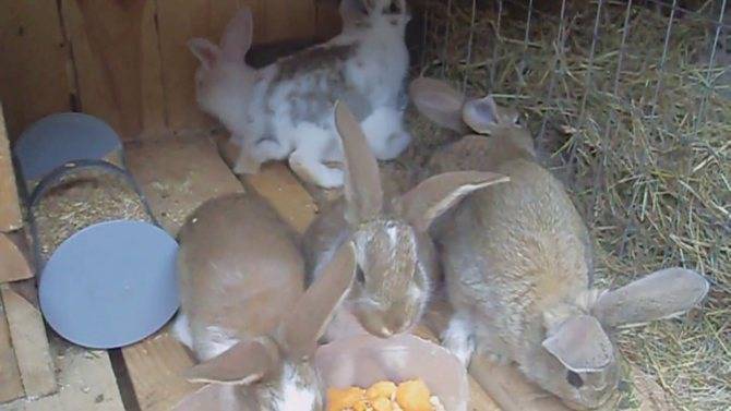 Новорожденные кролики (27 фото): как они выглядят? как кормить крольчат без матери? правила ухода