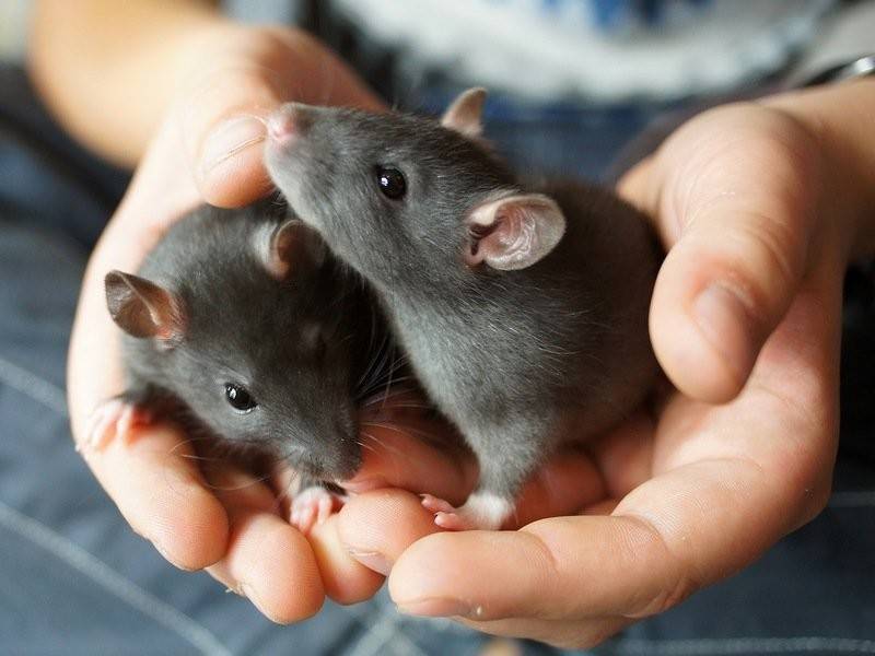 [новое исследование] как приучить крысу к рукам если она боится: пошаговая инструкция (и почему это важно)