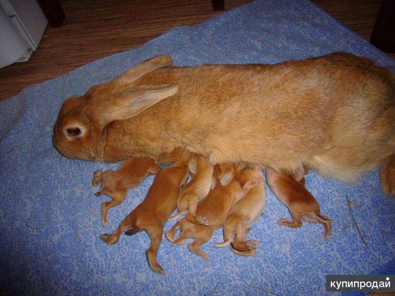 Сколько живут кролики обычные и декоративные вислоухие