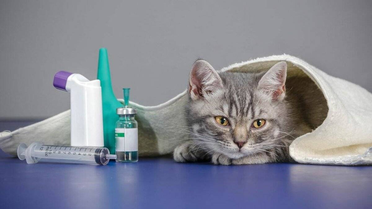 Как лечить кошку от простуды? советы ветеринара