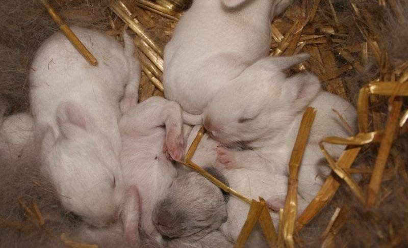 Сколько дней ходит беременная крольчиха, вынашивая крольчат
