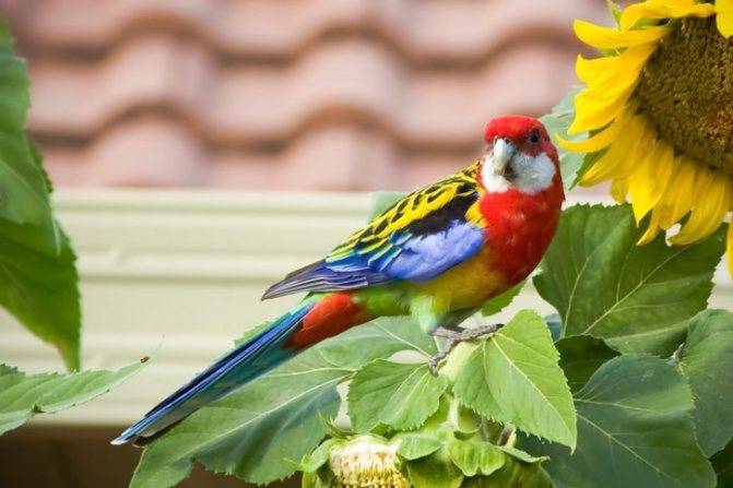 Попугай розелла – фото, описание, виды, содержание, питание, купить