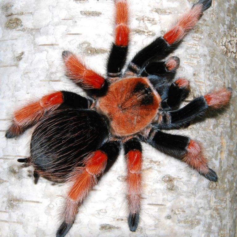 Паук-птицеед: фото, виды, описание, чем кормить, домашний паук