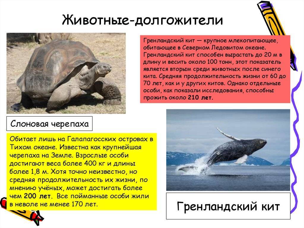 Самые большие черепахи в мире: фотографии и описание