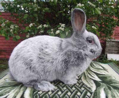 Порода кроликов большое светлое серебро: описание, внешний вид и фото бсс