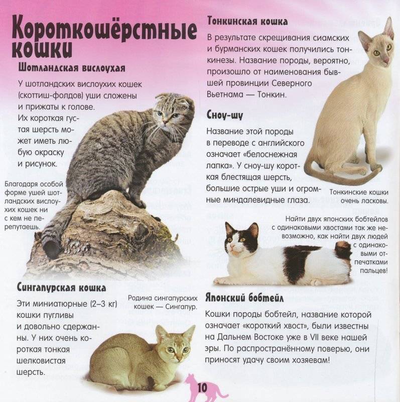 Рагамаффин кошка. описание, особенности, виды, характер, уход и цена породы рагамаффин