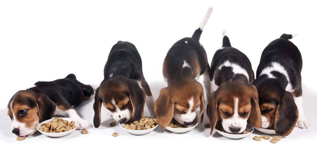 Как кормить собаку сухим кормом: дозировки, щенка, взрослую собаку, зимой, в теплое время года