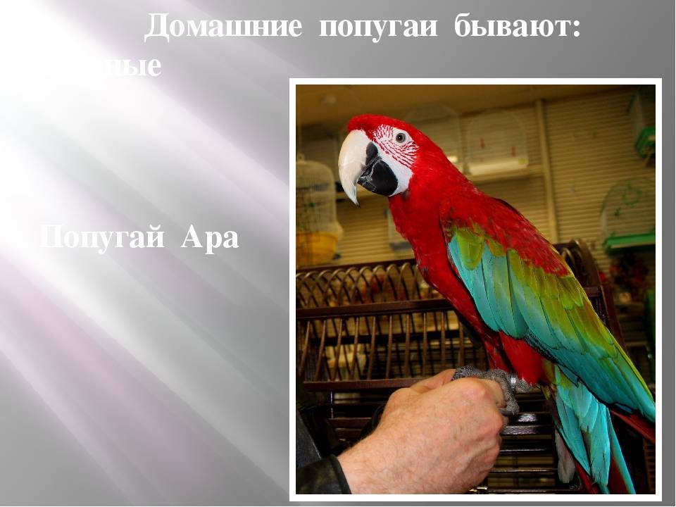 Стоимость попугая ара | сколько стоит попугай ара в россии