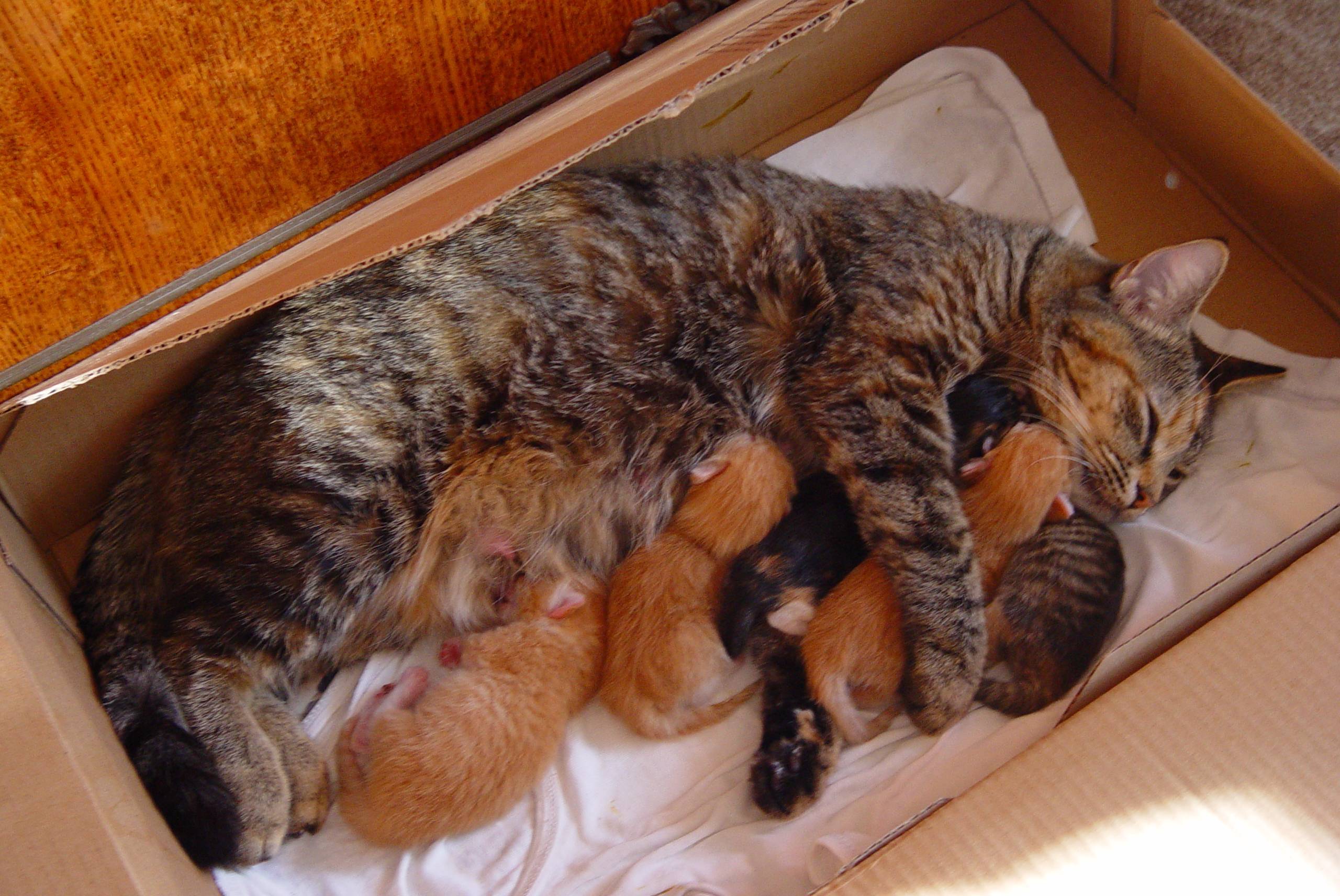 Интервал между котятами во время родов у кошек, нормальных, стремительных, затяжных