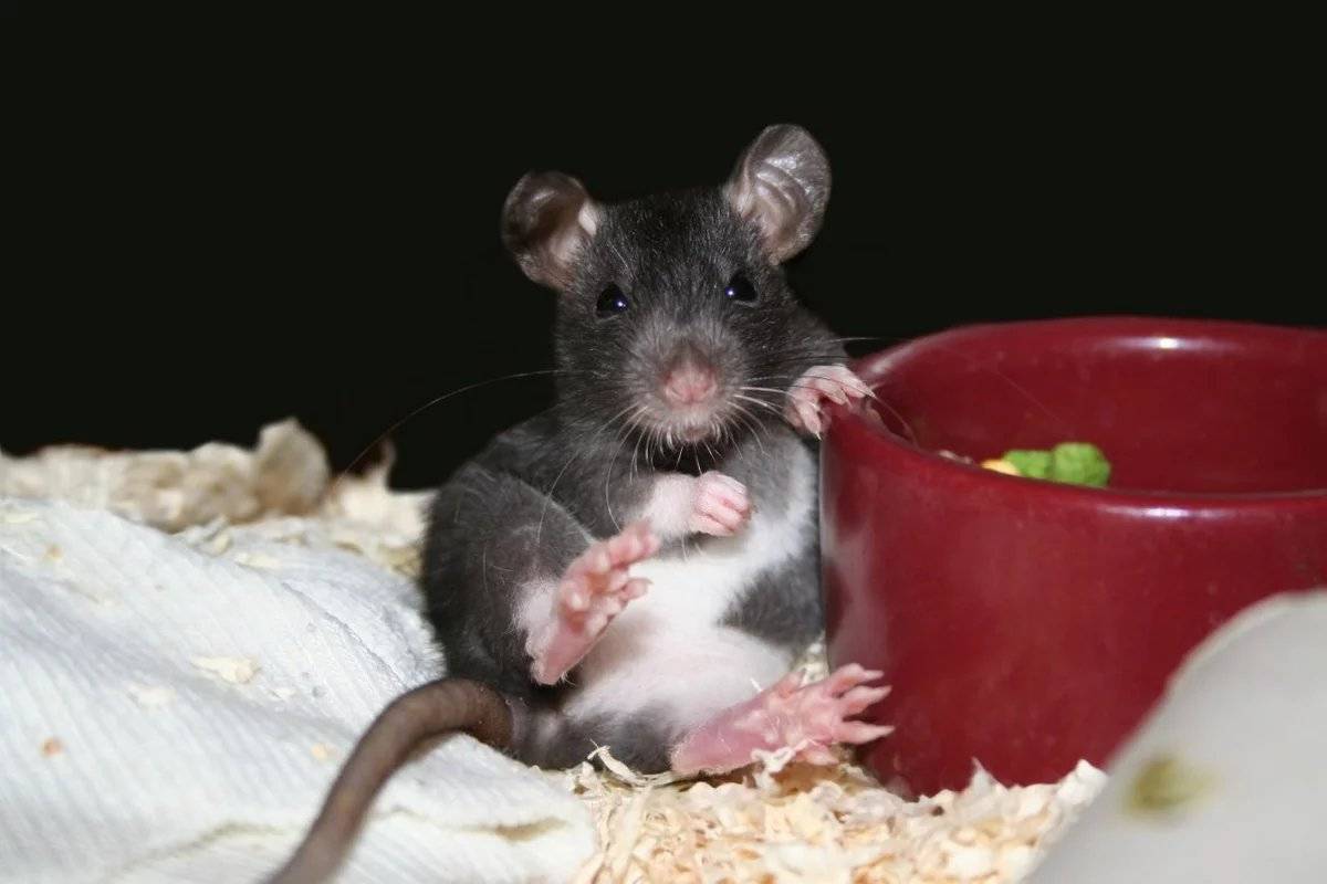 Мыши (домашняя, белая): описание видов и фото | zoodom