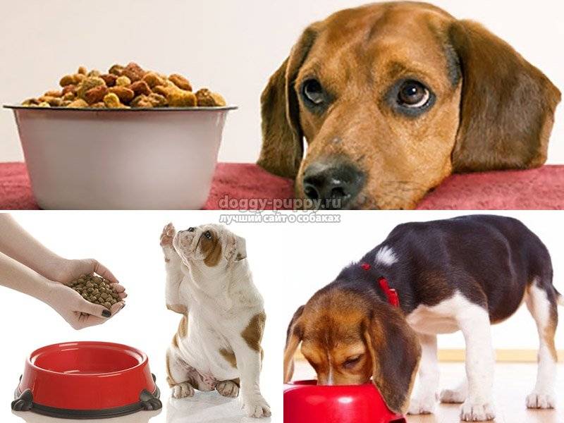 Собаку переводить 2 разовое питание. кормление щенка. кормление готовыми кормами промышленного производства